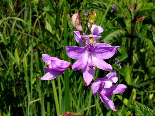 {Calopogon tuberosus}